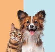 Dogs vs. Cats: Which Pet Suits Your Lifestyle Best?