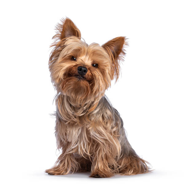 How to Identify and Manage Food Allergies in Pets