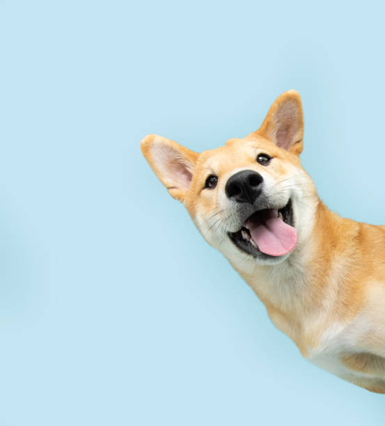 Puppy Training Guide: First 6 Months – What to Do?