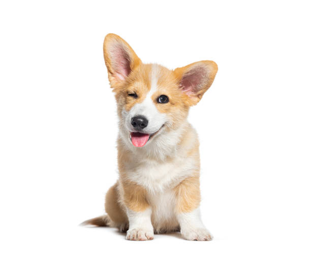 Choosing the Right Harness & Leash for Your Dog