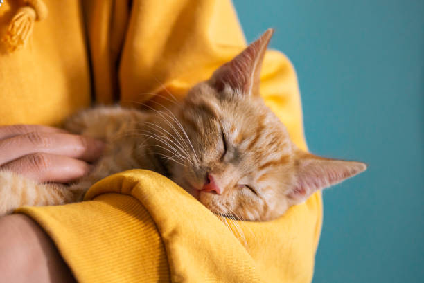 Cat Training Tips: Can Cats Be Trained Too?