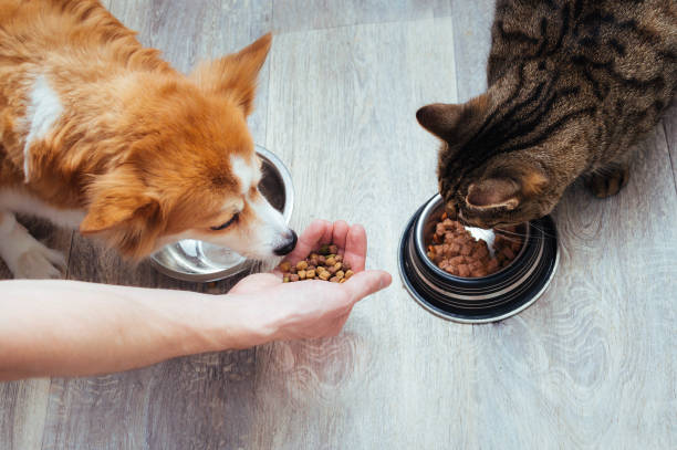 Homemade vs. Store-Bought Pet Food: Which is Best for Your Pet?
