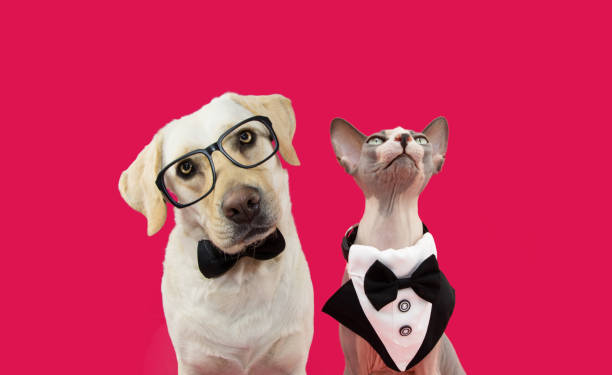How to Measure Your Pet for Perfect-Fitting Clothes?