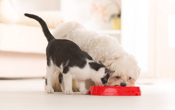 How to Choose the Right Food for Your Pet: A Complete Guide