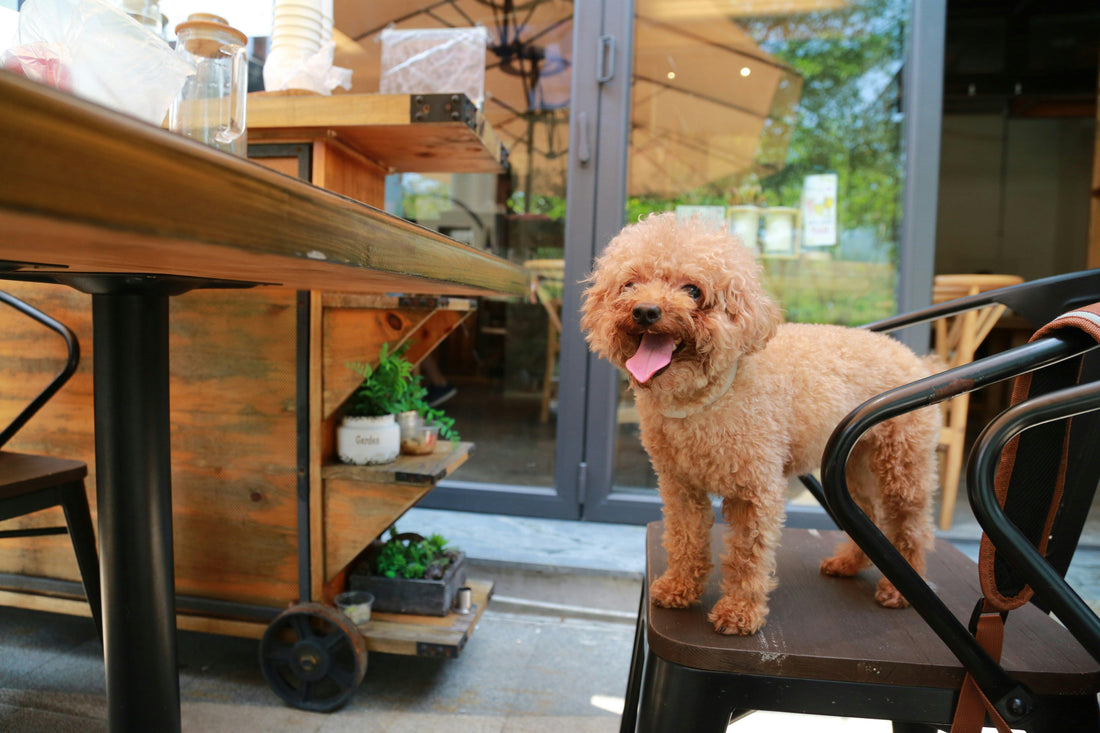 DIY Pet Grooming at Home: Tips & Tricks for a Happy, Healthy Pet