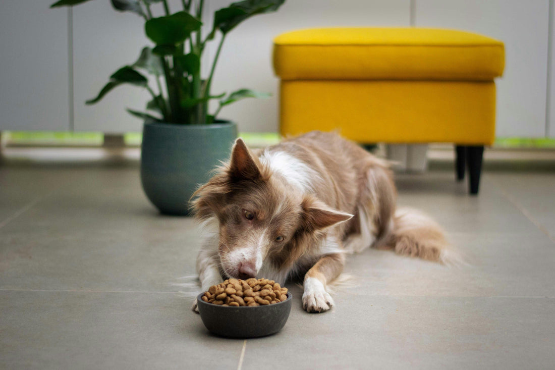 Safe & Unsafe Foods for Your Pets: What They Can & Can’t Eat