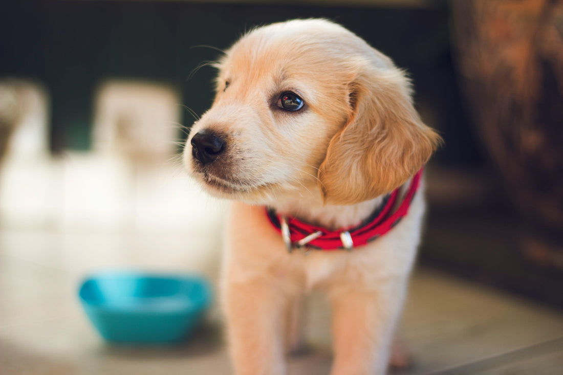 How to Choose the Right Food for Your Pet: A Complete Guide