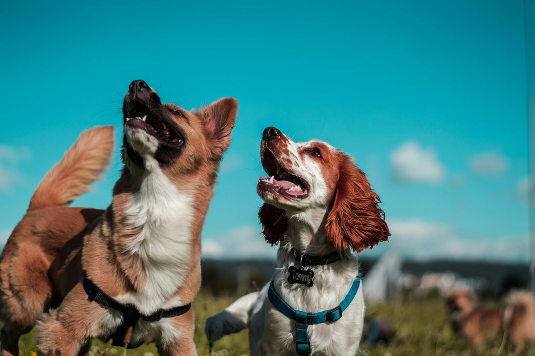Best Positive Reinforcement Techniques for Training Your Pet