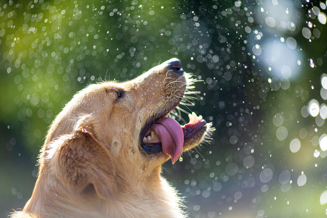 Homemade vs. Store-Bought Pet Food: Which is Best for Your Pet?