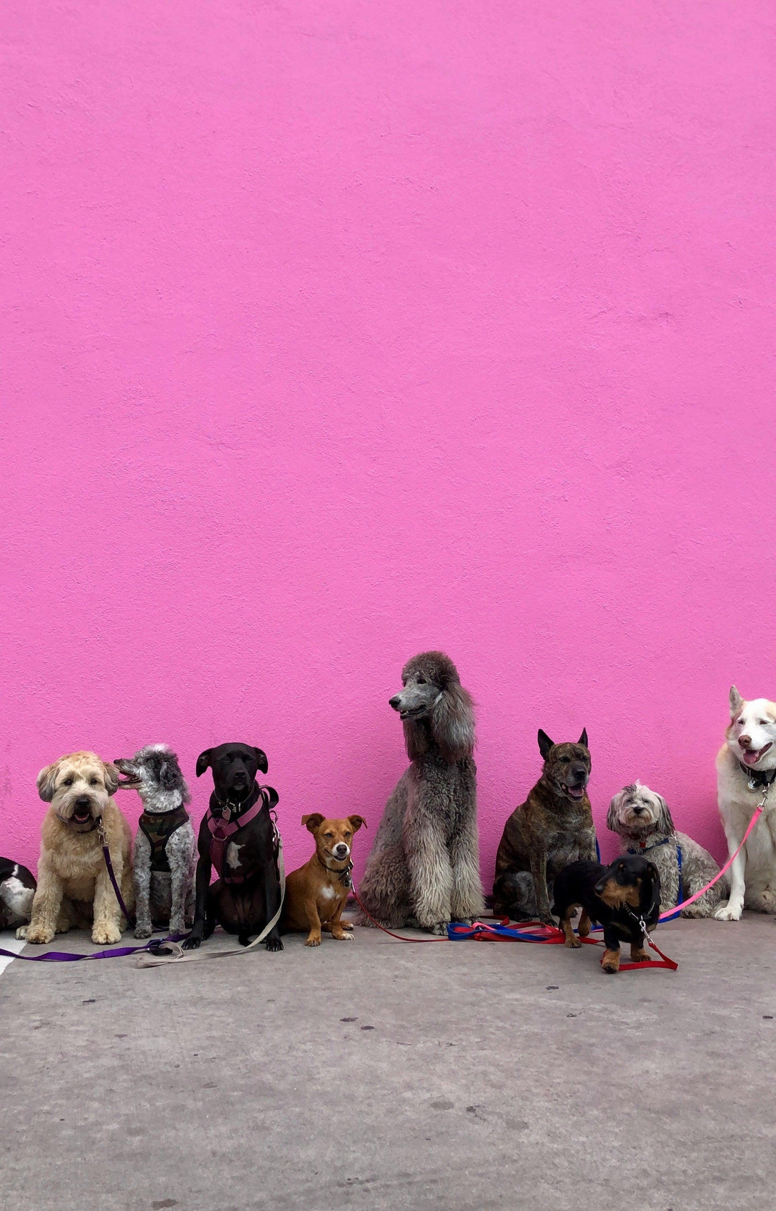 Choosing the Right Harness & Leash for Your Dog