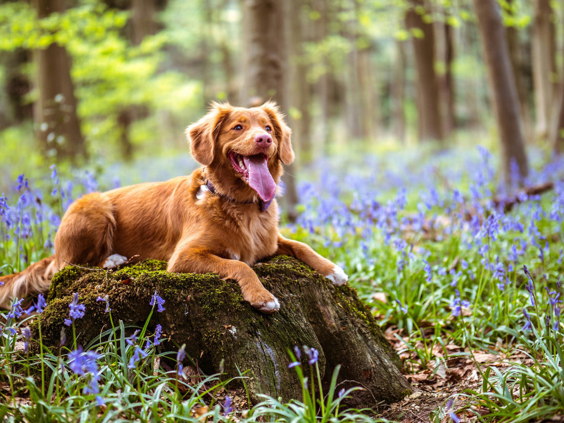Is Your Pet Healthy? Signs of a Happy & Healthy Pet