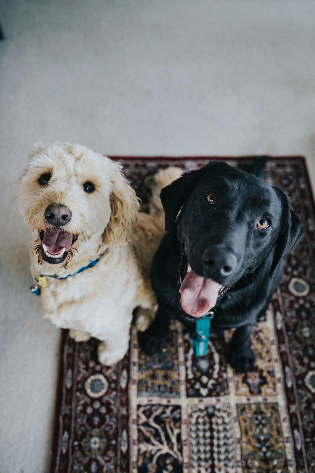 Separation Anxiety in Pets: How to Handle It?