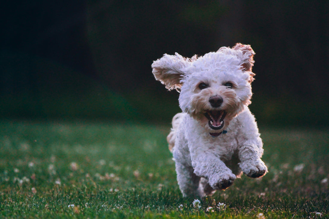 Brushing Secrets: Which Brush is Best for Your Dog’s Coat Type?
