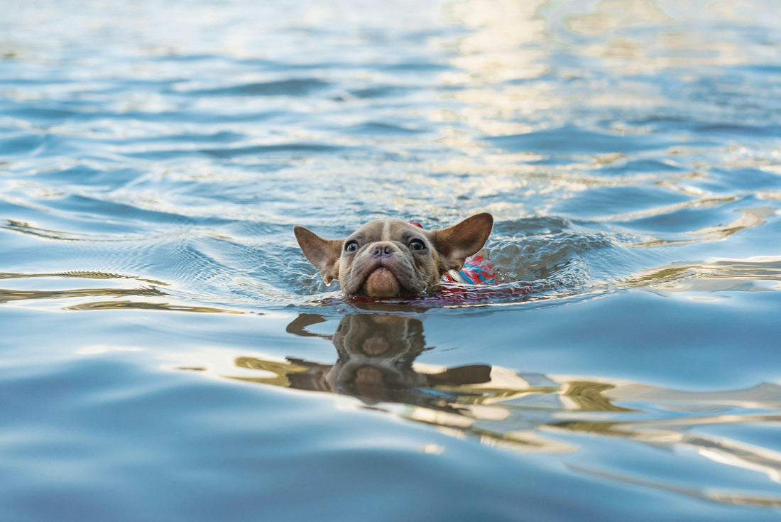 Puppy Training Guide: First 6 Months – What to Do?