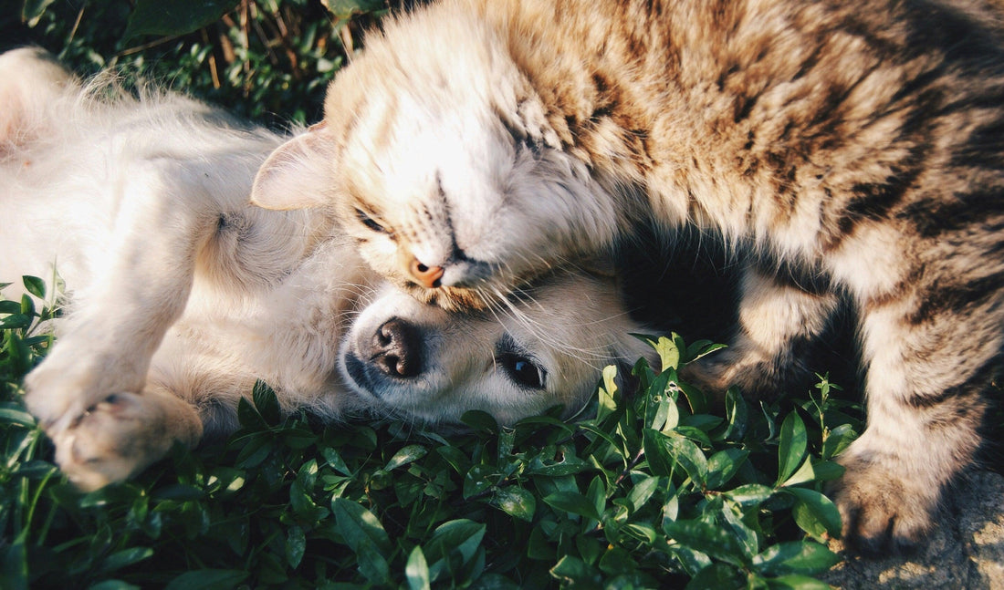 Dogs vs. Cats: Which Pet Suits Your Lifestyle Best?