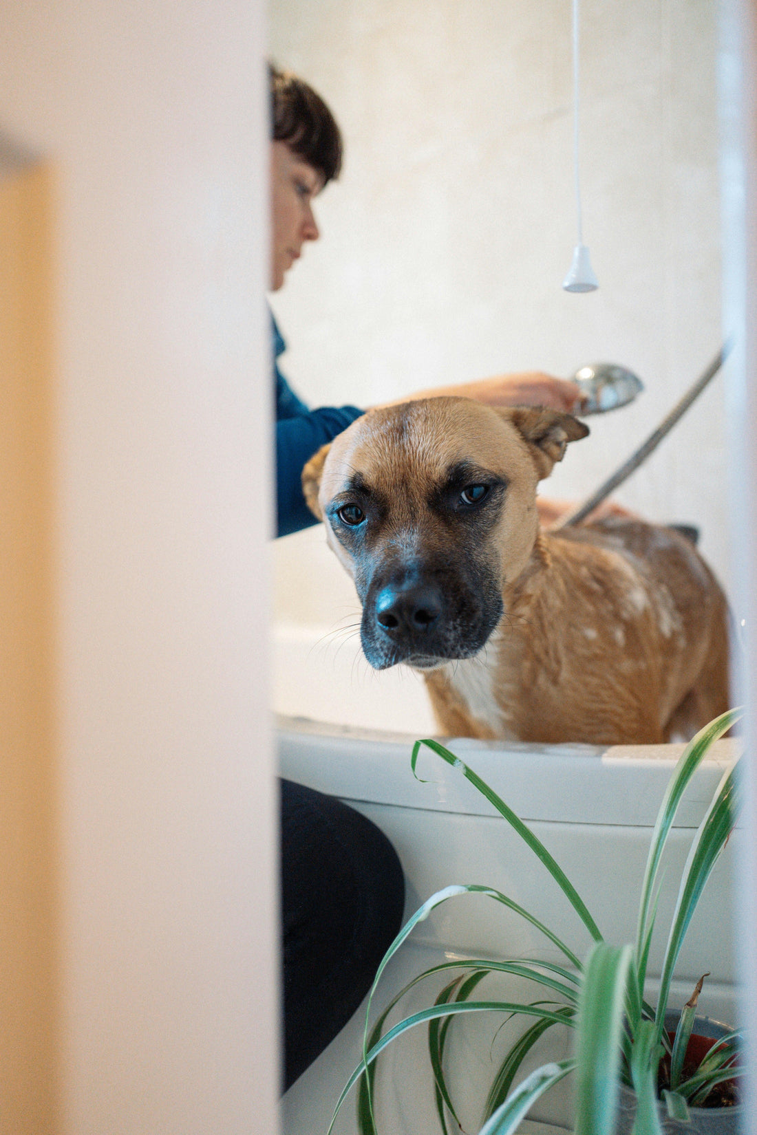 How to Identify and Manage Food Allergies in Pets