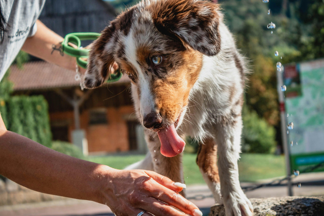 How to Choose the Right Shampoo for Your Dog?