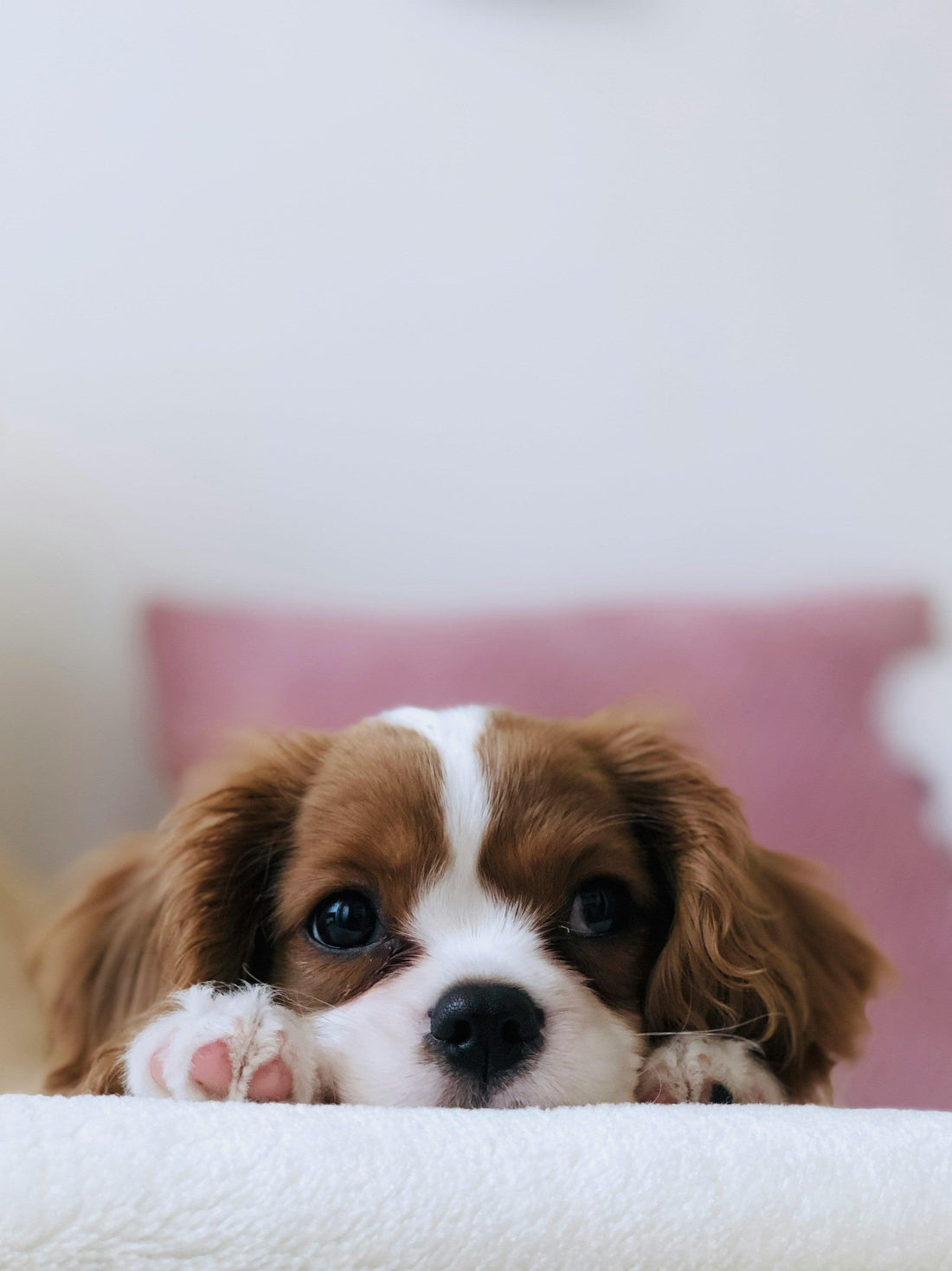 Pet Grooming 101: Basic Grooming Tips for Dogs & Cats