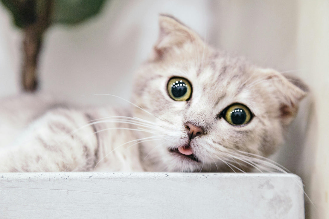 Cat Training Tips: Can Cats Be Trained Too?
